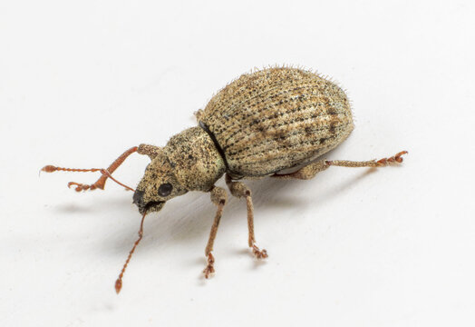 Speckled Weevil Sciaphilus asperatus Macro, Pear-Shaped Pest Close-Up