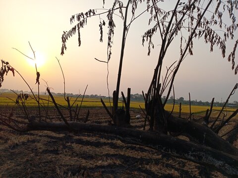 The kersen fruit tree has a slender trunk, a spreading canopy, and lush green foliage. Its fruits grow in clusters on the branches. The background features a vast expanse of rice fields and a twilight