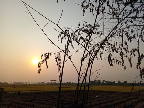 The kersen fruit tree has a slender trunk, a spreading canopy, and lush green foliage. Its fruits grow in clusters on the branches. The background features a vast expanse of rice fields and a twilight