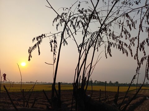 The kersen fruit tree has a slender trunk, a spreading canopy, and lush green foliage. Its fruits grow in clusters on the branches. The background features a vast expanse of rice fields and a twilight