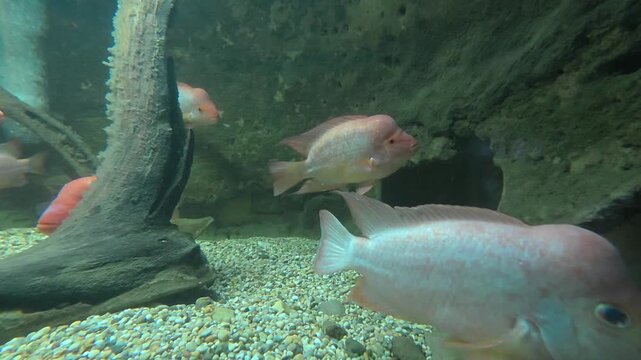 Underwater video clip of large pink cichlid fish swimming past submerged tree trunks and rock cave on gravel riverbed