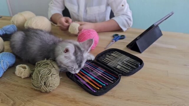 Cat plays with yarn and knitting supplies in a colorful workspace during the day