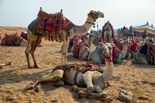 View of camels with colorful saddles resting on the sand at the Giza Necropolis in Al Haram, Giza Governorate, Egypt.