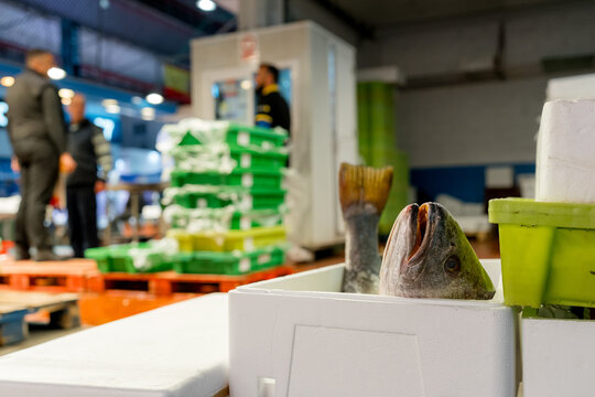 Fresh fish display at wholesale seafood market stall