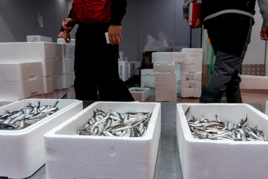 Fresh fish in foam boxes at wholesale market