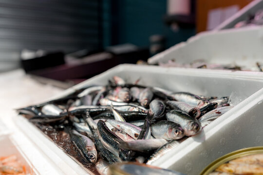 Fresh fish display ready for seafood shop opening
