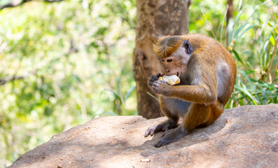 A macaque monkey sits on a tree in the jungle. Wildlife scene with wild animals. © Vera