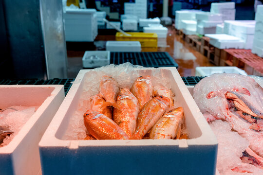 Fresh fish on ice at wholesale seafood market