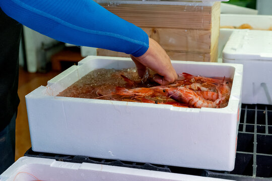 Fishmonger select fresh shrimp from ice-filled market box