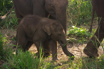 Baby Asian elephant walking safely among the herd © Paul