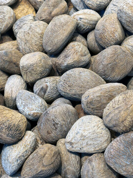 Pile of Kluwek (Pangium edule) Seeds, Traditional Indonesian Culinary Ingredient and Natural Food Texture