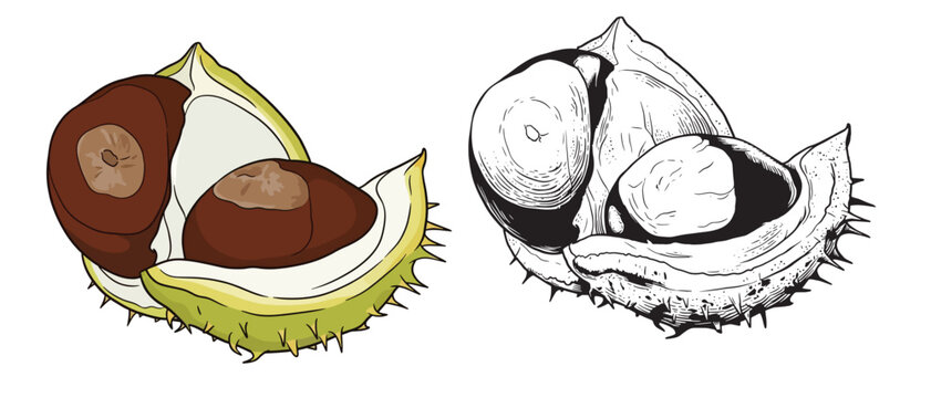 Chestnut in Open Spiky Shell Vector Set in Flat Color Illustration and Detailed Vintage Engraving Line Art Style