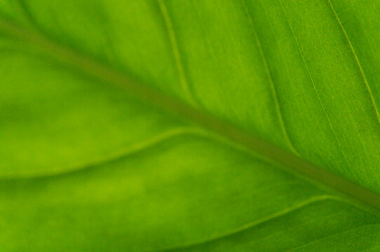 Soft Focus Emerald Green Organic Leaf Surface Texture Background with Faint Vein Pattern for Ample Copy Space