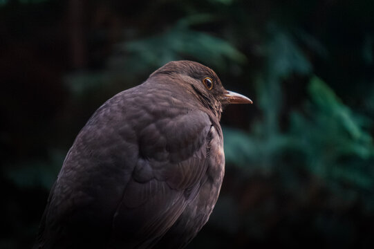 Close-up of a Dark-Feathered Bird, Female Blackbird with Brown Plumage, Alert Eye, Natural Wildlife Scene - a Glimpse of Earth's Secret Keepers