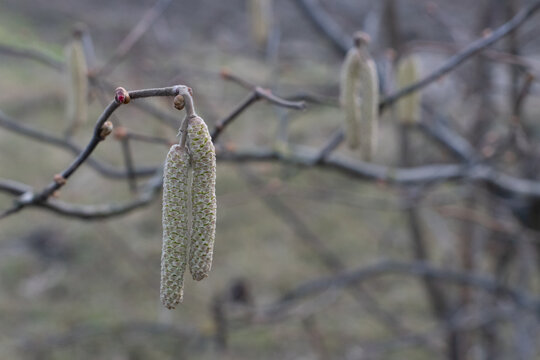 Early Spring Hazel Catkins Hanging from Bare Branch Representing New Growth and Dormant Botany Concept Blurred Background