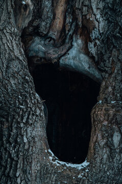 Vertical Macro Tree Bark Hollow Closeup: Selective Focus, Intricate Detail, Natural Texture for Stock - Depth of Field Bokeh