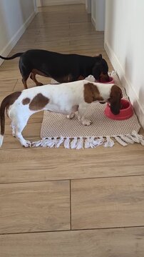 cachorro fofo da ra&ccedil;a duchshund em casa 