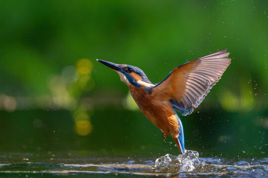 Common Kingfisher (Alcedo atthis) flying and diving for fish in the forest in the Netherlands