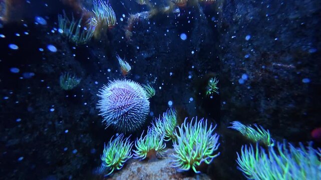 Underwater video clip of a sea urchin surrounded by vibrant green sea anemones on rocky seabed in deep blue water
