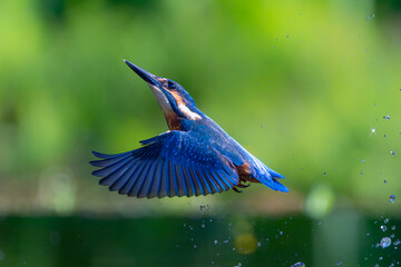 Common Kingfisher (Alcedo atthis) flying and diving for fish in the forest in the Netherlands © henk bogaard