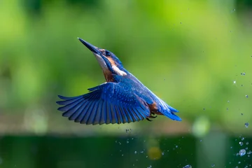 Common Kingfisher (Alcedo atthis) flying and diving for fish in the forest in the Netherlands © henk bogaard