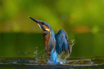Common Kingfisher (Alcedo atthis) flying and diving for fish in the forest in the Netherlands © henk bogaard