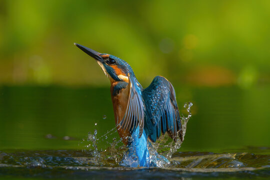 Common Kingfisher (Alcedo atthis) flying and diving for fish in the forest in the Netherlands
