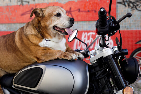 Dog resting paws on a motorcycle handlebar