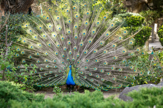 Peacock Displaying Feathers in Garden