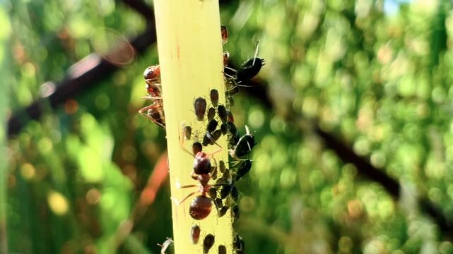 Ants moving among aphid colony on plant stem surrounded by green foliage in garden