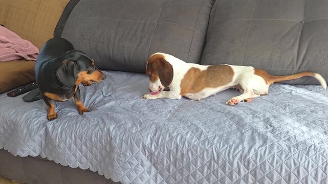 brincadeira estranha de cachorros da ra&ccedil;a duchshund 