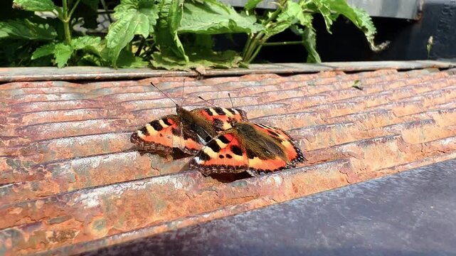 Pair of small tortoiseshell butterflies mating closely on weathered rusty metal surface