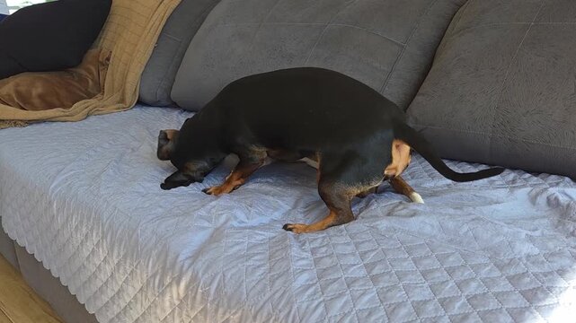 brincadeira estranha de cachorros da ra&ccedil;a duchshund 