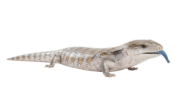 Blue-tongued skink lizard animal sticking out blue tongue, cut out, stock png, isolated on transparent background