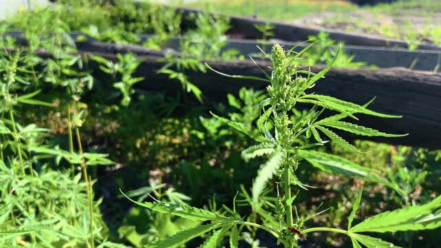 Cannabis plant with forming flower bud growing near wooden border in summer garden