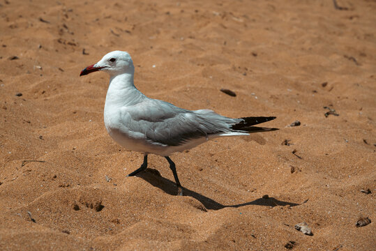 Una gaviota libre en la playa
