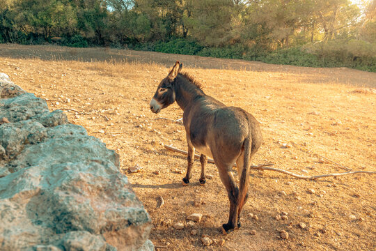 Un burro en el establo