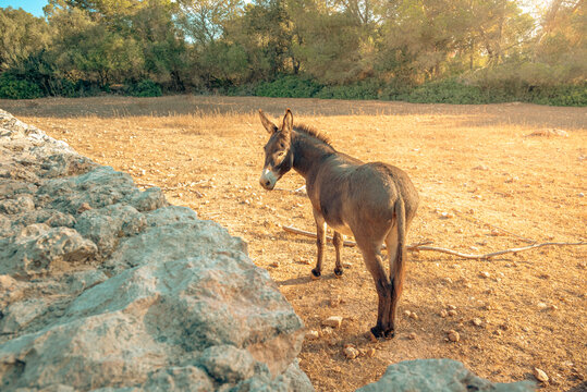Un burro en el establo