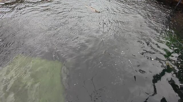 High angle video clip of seals swimming in a darkmurky coastal waters, viewed from above