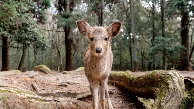Majestic sika deer in Nara Park's peaceful forest