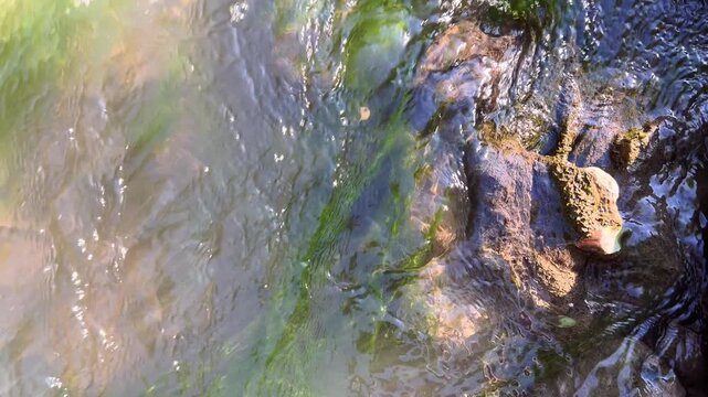 Sunlight reflecting on rippling river water over mossy submerged rocks