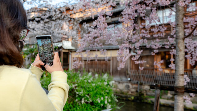 Cherry blossoms along Shirakawa Canal, Gion, Kyoto