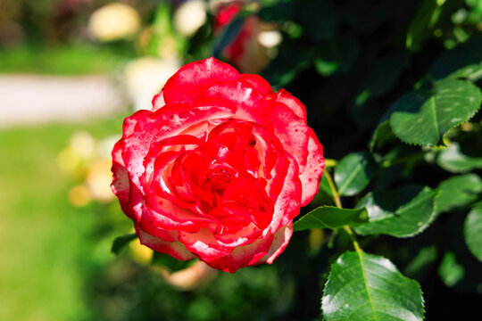 Varietal roses bloom under sunlight in a garden setting during the afternoon with vibrant colors and lush greenery surrounding them