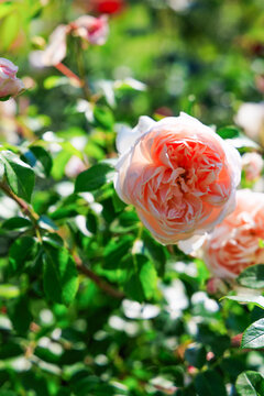 Varietal roses bloom in a garden with lush greenery during daytime under bright sunlight