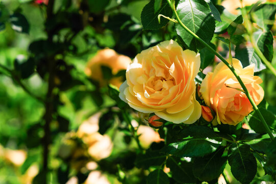 Varietal roses bloom in a garden during daytime with sunlight illuminating the flowers and leaves