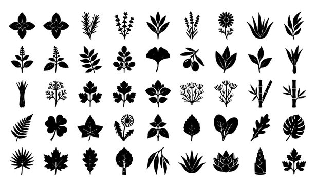 Natural Herbal Leaf and Medicinal Plant Silhouette Icon Set Vector