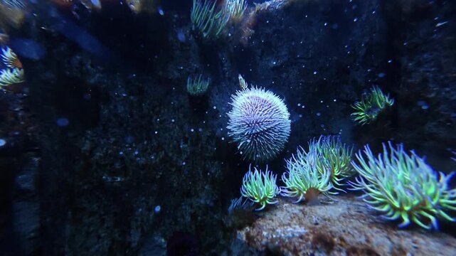 Underwater video clip of a spiky sea urchin surrounded by vibrant sea anemones on dark rocky seabed