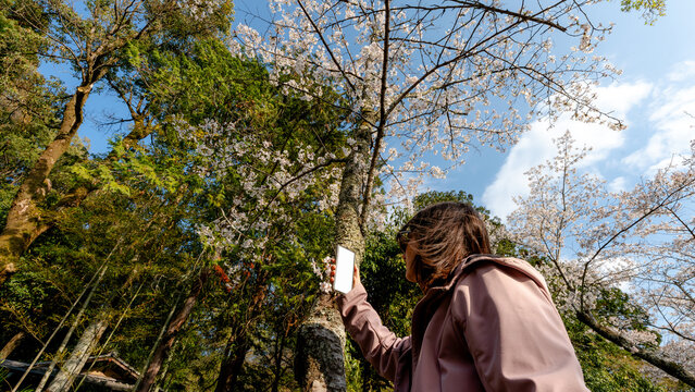Woman capturing cherry blossoms along Philosopher's Path