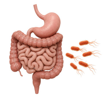 Human digestive system with salmonella bacteria isolated on transparent background PNG element