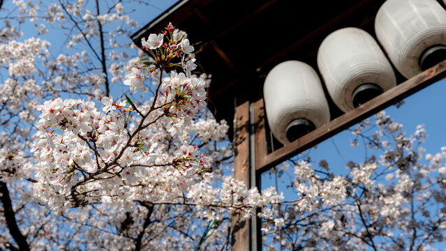 Cherry blossoms and lanterns in Kyoto's Gion district